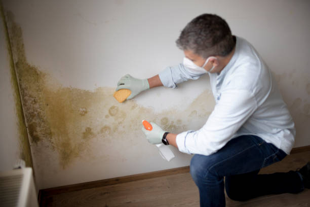 Environmental Consulting for Mold Prevention in Oroville East, CA